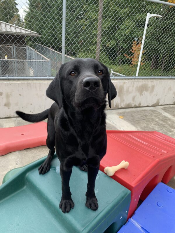 Male black lab Halifax is seen standing on a green playstructure with several other colorful playstructures around him. He is looking into the camera and wagging his tail, waiting patiently for his cookie.