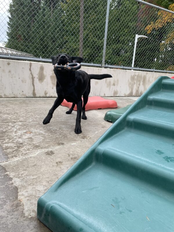 Male black lab Halifax is seen playing outside among several colorful playstructures. He is holding a rubber figure eight toy in his mouth and shaking his head, his ears flying dramatically with his movement.