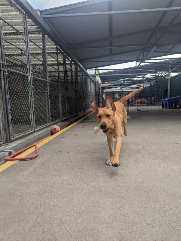 Hermes, yellow lab male, runs with a bone in his mouth in community run. His ears are pointed up high as he zooms towards the camera.