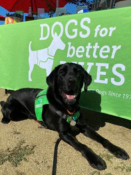 Black Lab Houston in his green service vest laying in front of a DBL banner.