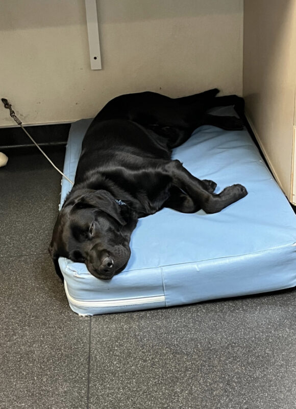 Male black lab Howie is seen on tie down under a desk. He is laying on his side, taking a nap on a bright blue bed.