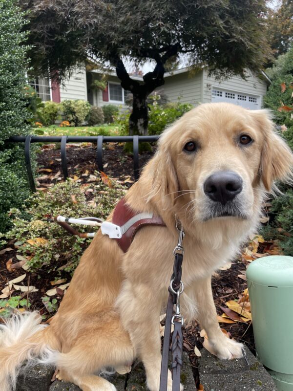 Bart sits in harness in front of a suburban home that's damp from the early fall rain.