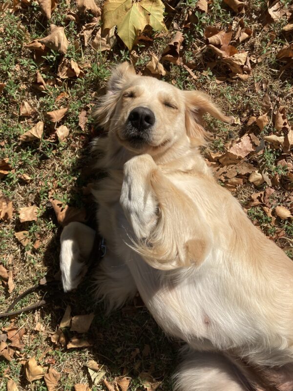 Hattie lays on her back in the fall leaves and grass. She has her eyes closed and a smile on her face.