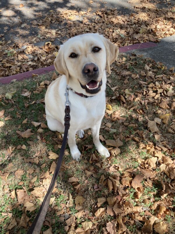Vintner sits and smiles at the camera surrounded by the fall leaves after a route.