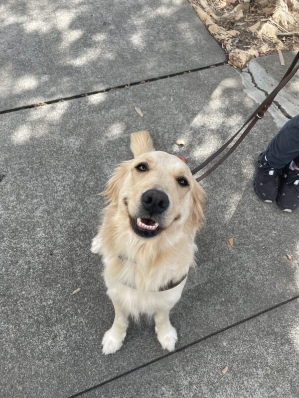 Hattie is in the sit position next to her handler on route with a big smile on her face looking directly at the camera.