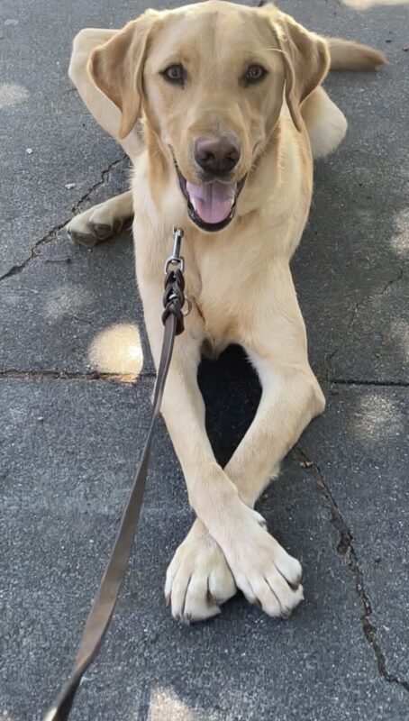 Klamath remains in a down stay smiling directly at the camera with his front legs crossed in front of him.