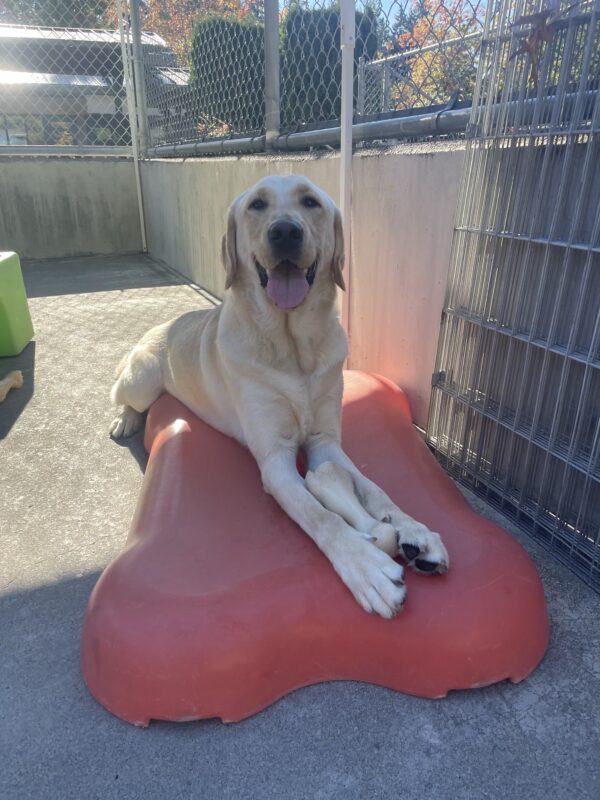 Yellow short coated Golden cross, Ira, lies on a red dog bone-shaped play structure. He has a bone between his legs and his tongue is out.