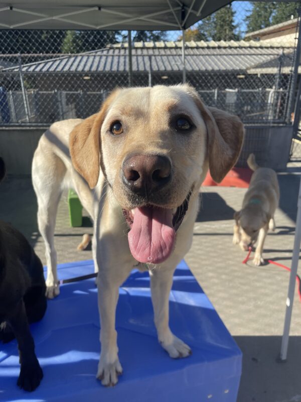 Yellow lab, Dave, stands on a blue play structure with his tongue hanging out. He is looking into the camera sweetly.