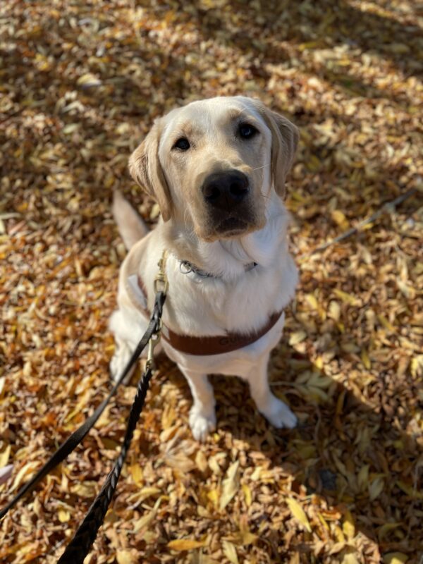 Yellow short coated Golden cross, Ira, sits on a pile of yellow leaves. He is looking up to the camera seriously while wearing his harness.