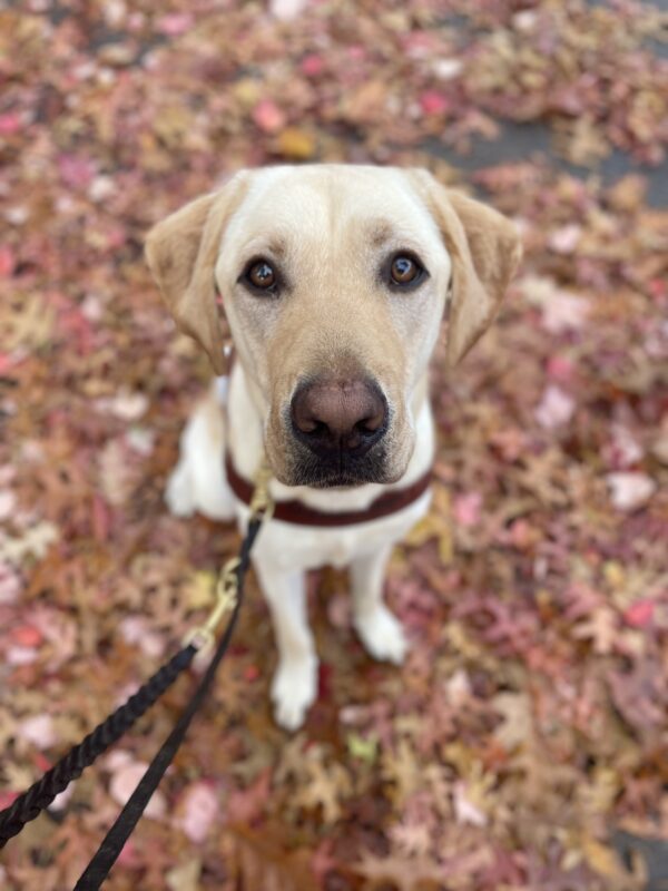 Yellow lab, Dave, sits in a pile of red and orange leaves. He is wearing his harness and looking into the camera seriously.