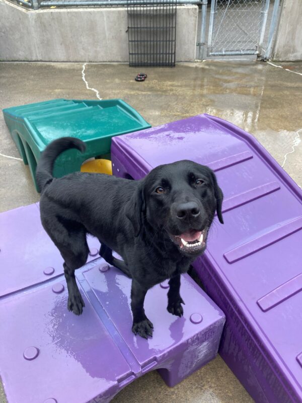 Jan stands on a purple play structure in the community run area, her tail wrapped around to one side as it wags. She has a big smile on her face as she stares at the camera, her bottom teeth and a little bit of tongue are visible.