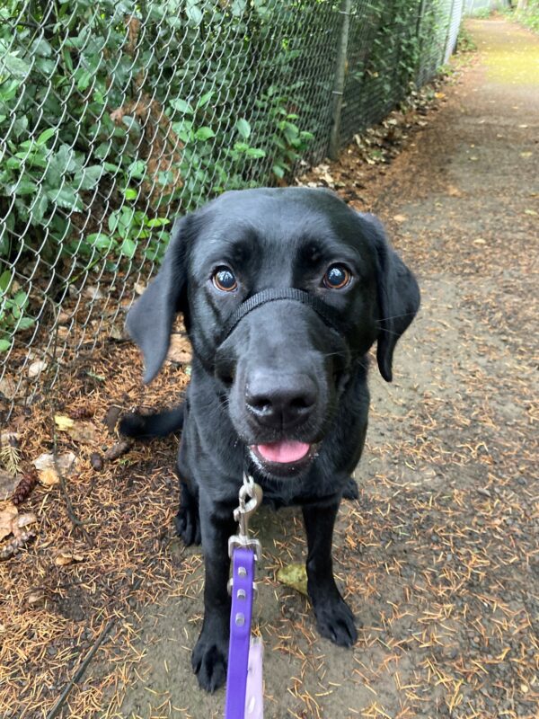 Jan sits on a trail with a fence and green bushes behind her. She looks adorable into the camera with her big brown eyes and she's smiling with her mouth open so the tip of her tongue is visible.