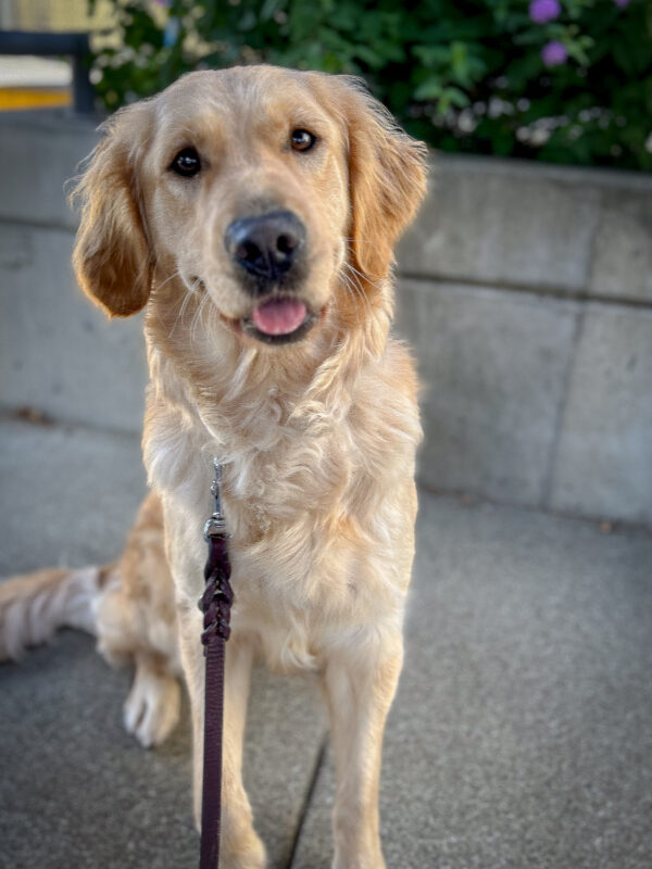 Fluffy Cross Jenny sits on a shady sidewalk in front of a cement planter with her ears perked and her tongue peeking out.