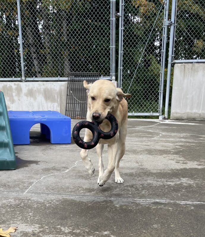 Jersey is running towards the camera with a figure 8 rubber toy in his mouth.