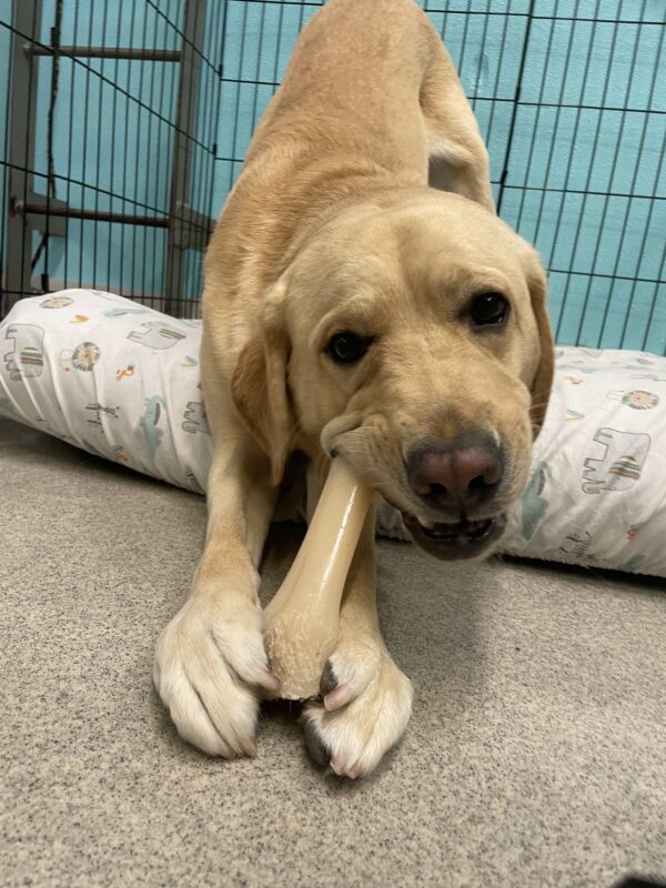 Jersey is laying on a soft bed with his back end in the air while he chews on a bone.