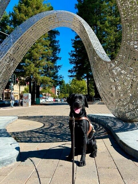 Joel, a male black lab, sits facing the camera with a happy relaxed expression and big smile. He is wearing his GDB harness and sitting underneath a metal art structure. There is an open brick plaza and tall trees in the back ground.