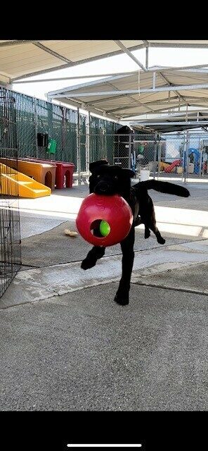 Joel, a male black lab, is in the air mid-leap towards the camera with a large red jolly ball in his mouth. He is in a fenced play area with big colorful play structures in the background.