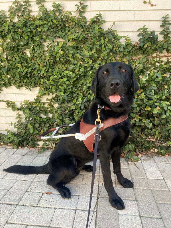 Kimora sits in harness in front of a white brick wall with ivy climbing up it. Her mouth is open and she has a relaxed expression.