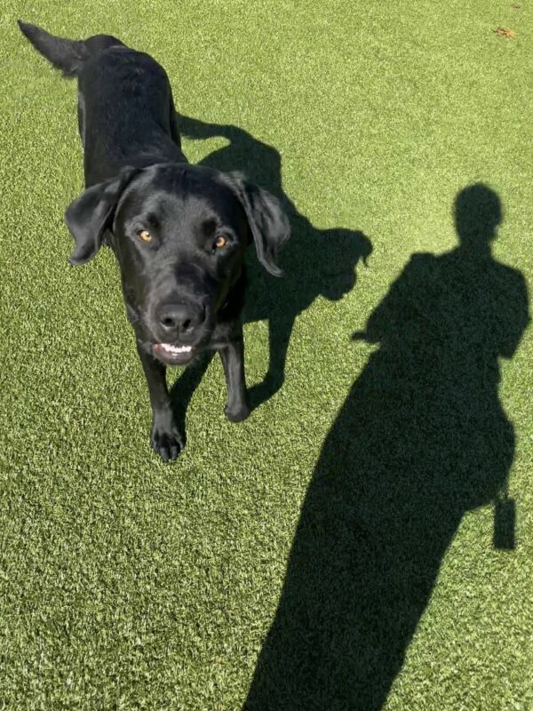 A male black lab is trotting towards the camera off leash in a fenced in grassy area on the Oregon campus. He is looking up at his instructor who is taking the picture and wagging his tail.
