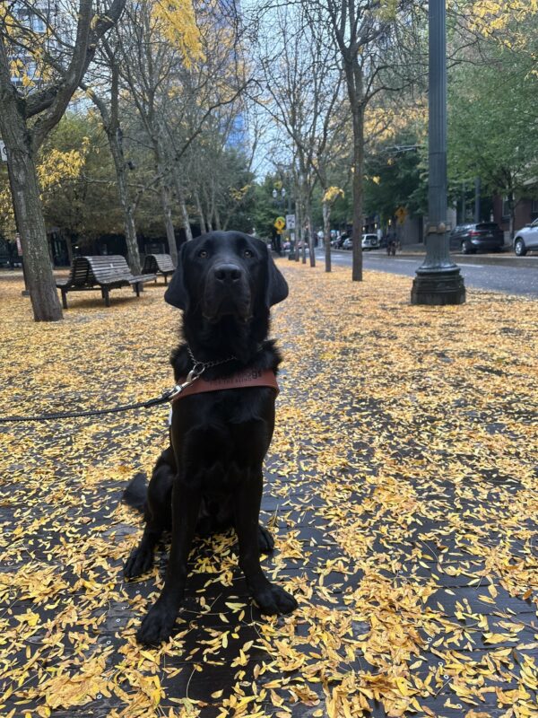 A handsome male black lab sits politely on a wooden sidewalk covered in yellow leaves. In the background is a city street lined with trees.