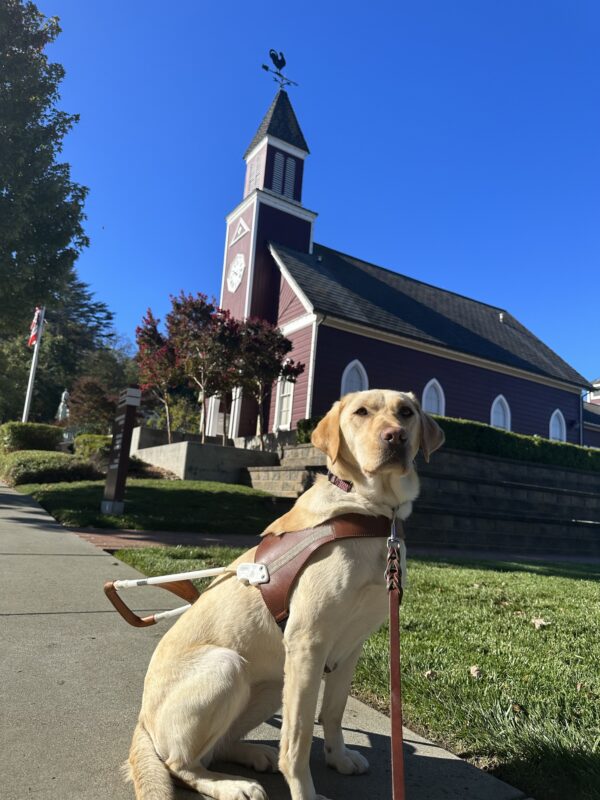 Kyra is sitting to the side in harness staring at the camera. There is a red building behind her that looks like an old schoolhouse with a chicken weathervane on top of the building.