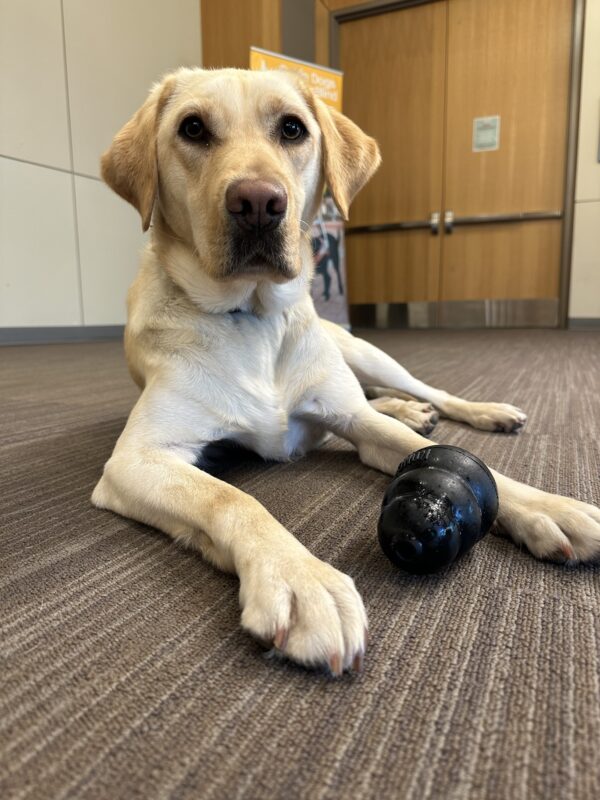 Close up picture of Kyra staring at the camera lying slightly to the side with a Kong in front of her.
