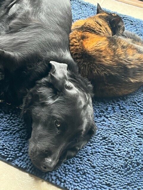 Black Lab/Golden cross Lennon having a little down time snuggling with his pal the tortoiseshell cat.