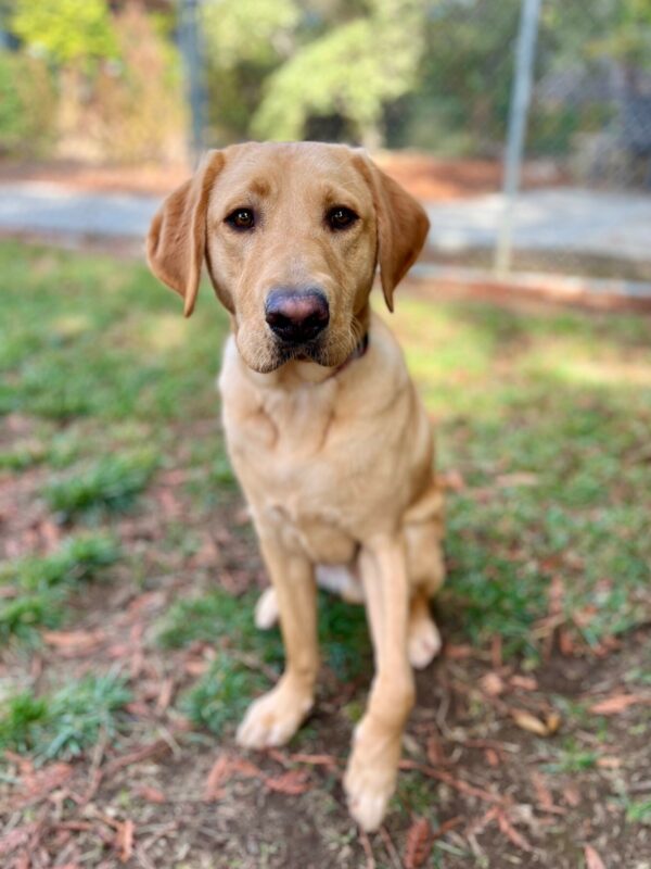 Leonardo is seen off-leash in a grassy play yard, initiating movement from a sit position. He looks at the camera with a sweet, attentive expression.