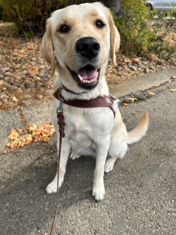 Mara, a yellow lab/golden cross, is looking into the camera with her tongue out. She is wearing her guide dog harness and sitting in front of a yard covered in yellow leaves.