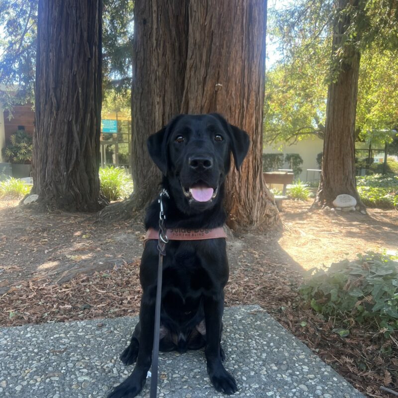 Marcus is wearing his harness and is looking at the camera with his mouth open in a happy smile. He is sitting in front of a grove of Redwood trees on the California campus.
