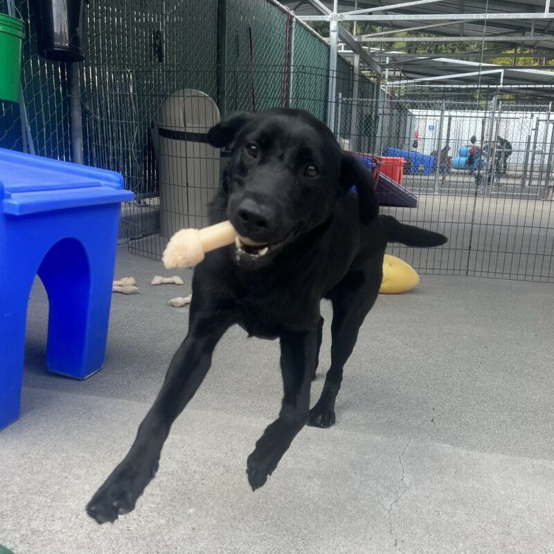 Marcus is playing in community run with a nylabone in his mouth. He is mid-jump and looks like he is flying.