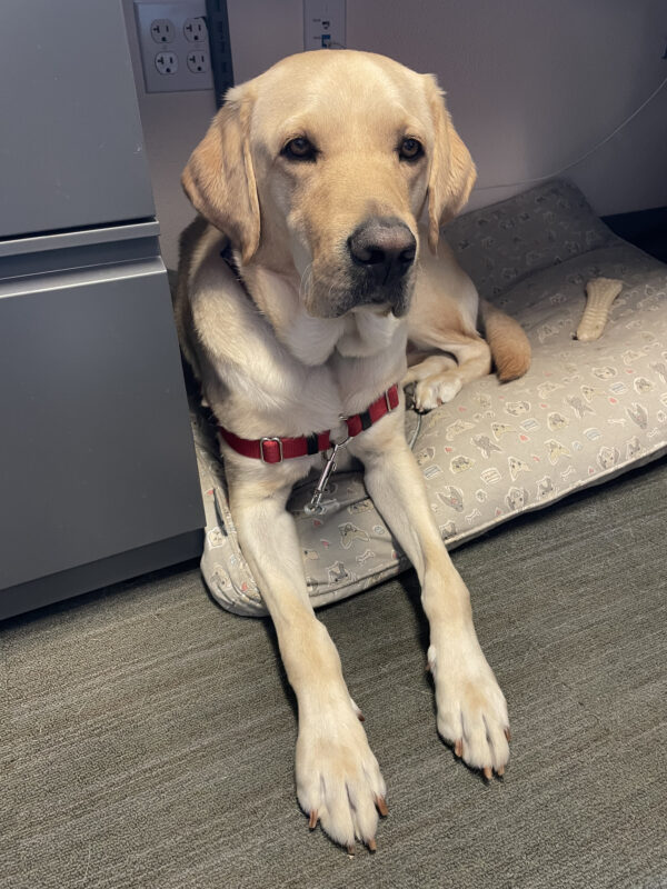 <p>Moss, a yellow Labrador Retriever, lies on a dog bed on a carpet of earth tone colors, his Nylabone by his left side. </p>
