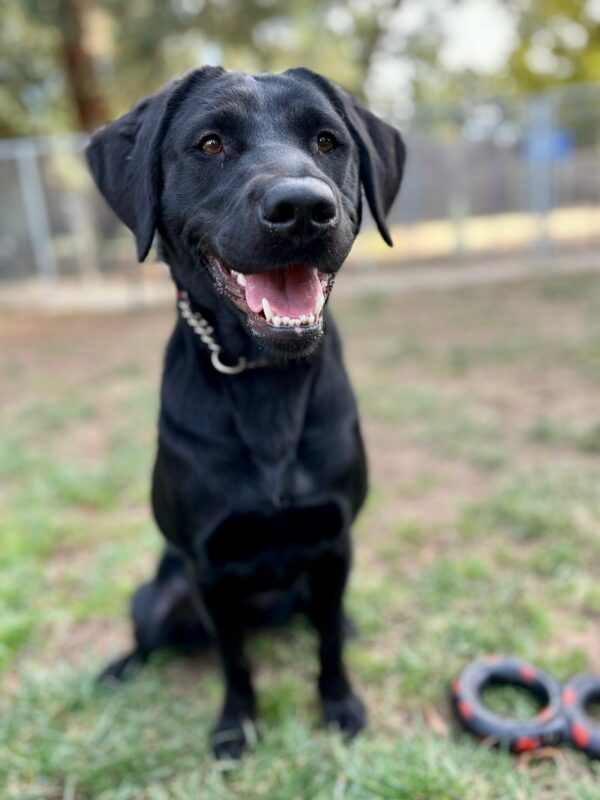 Myra is off-leash in a grassy play yard, sitting and facing the camera. Her mouth is open as if smiling, and a rubber toy lays next to her on the ground.