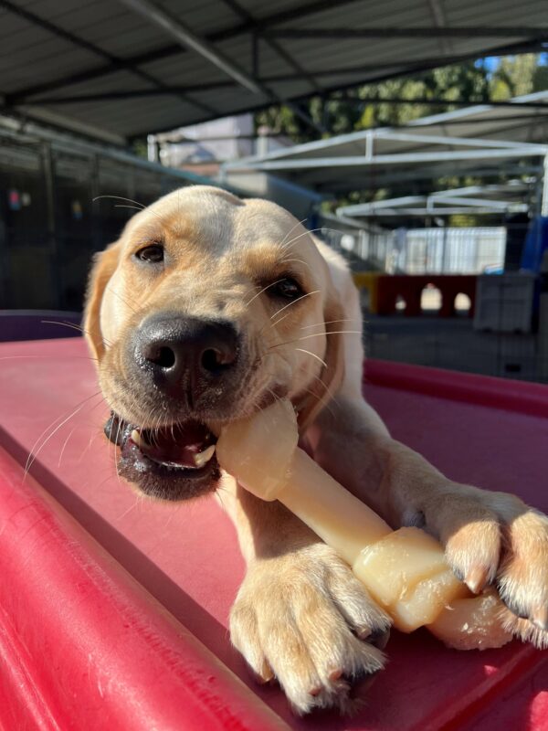 Mystique, a yellow lab/ golden cross, is laying on a red play structure and chewing a Nylabone. She is looking into the camera as she chews the bone.