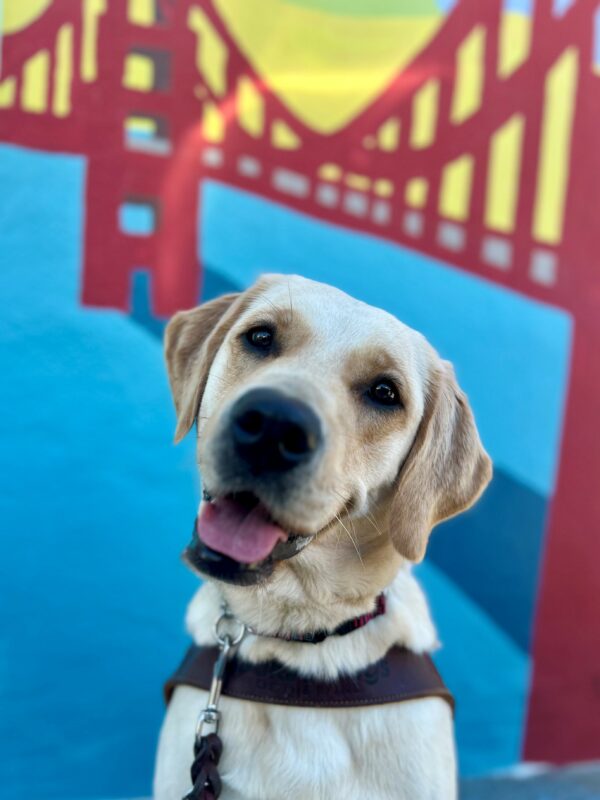 Mystique, a yellow lab/ golden cross, is sitting in front of a colorful mural of the golden gate bridge. She is wearing her guide dog harness and looking into the camera.