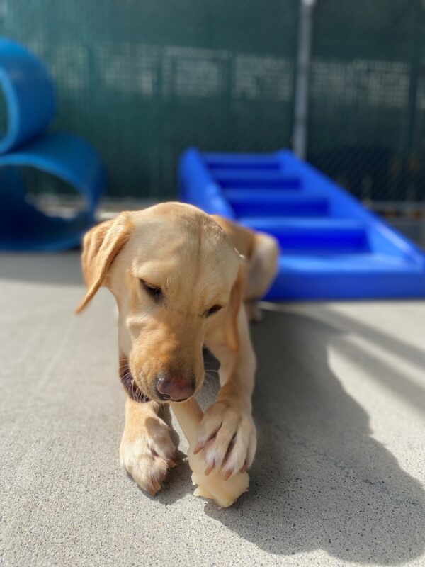Natalie, a petite yellow lab laying down enjoying chewing her Nylabone in the community run.