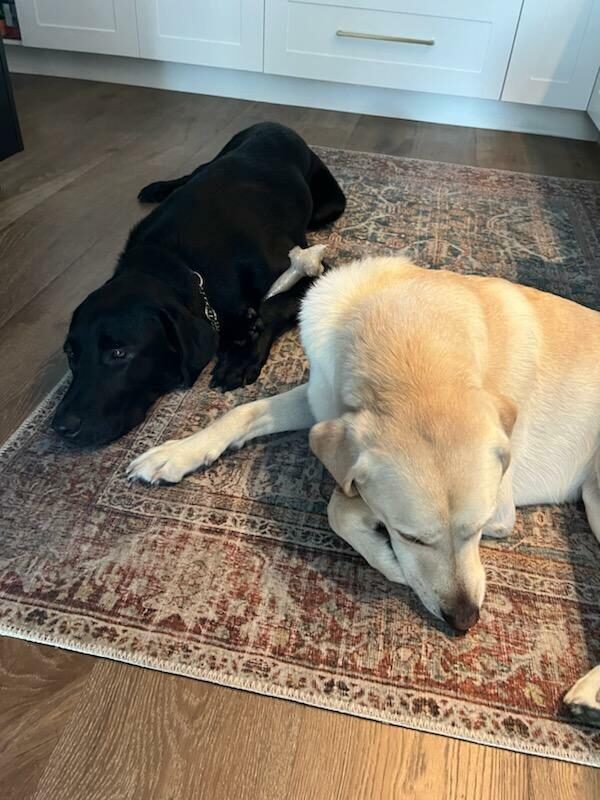 Black Lab Navigator is laying down on the left side of an area rug next to his yellow lab housemate.