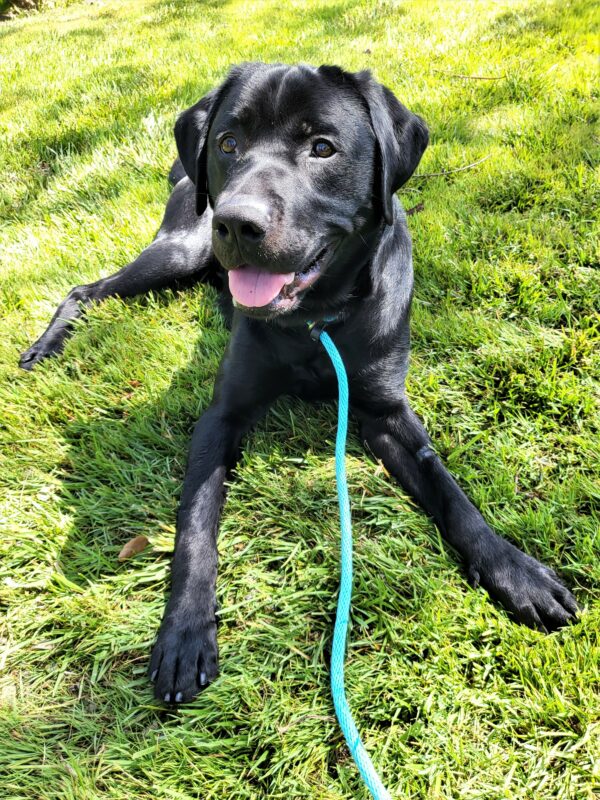 Black lab Newton laying outside in the grass wearing a blue leash.