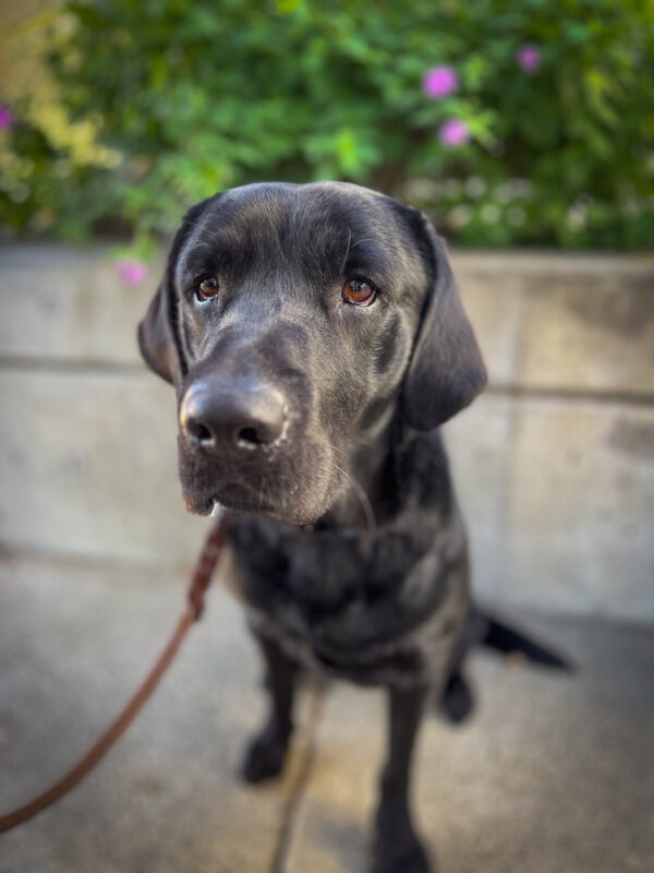 Close-up of sweet black Lab Nitro's face as he sits on a shady sidewalk in front of a cement planter of purple flowery green bushes.