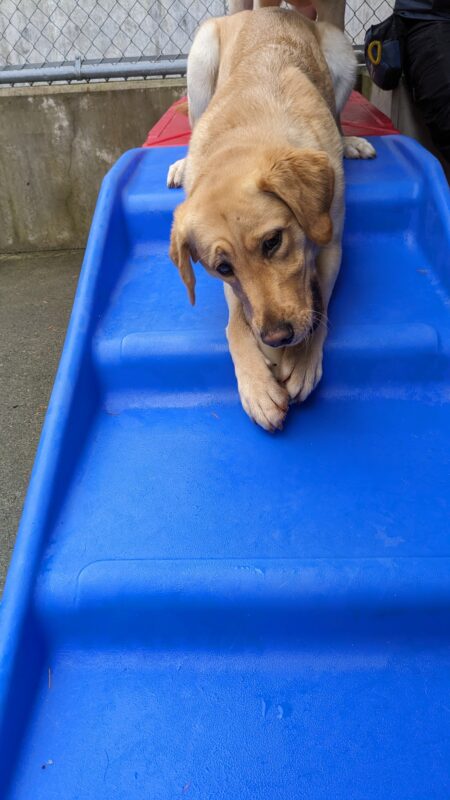 Nonie is laying at the top of a set of blue stairs in community run. She has a bone between her paws that she is chewing on.