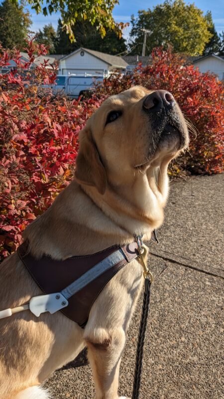 Nonie, a yellow Labrador/ golden cross, sits sideways in her harness in front of some orange and red bushes. She is looking back at the camera with one eye with her nose tilted up.