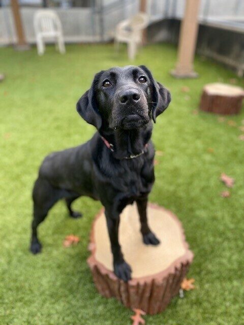 Black Lab Panda standing with  her two front feet on a play structure that looks like a log. She's wearing a red collar and looking to the camera.