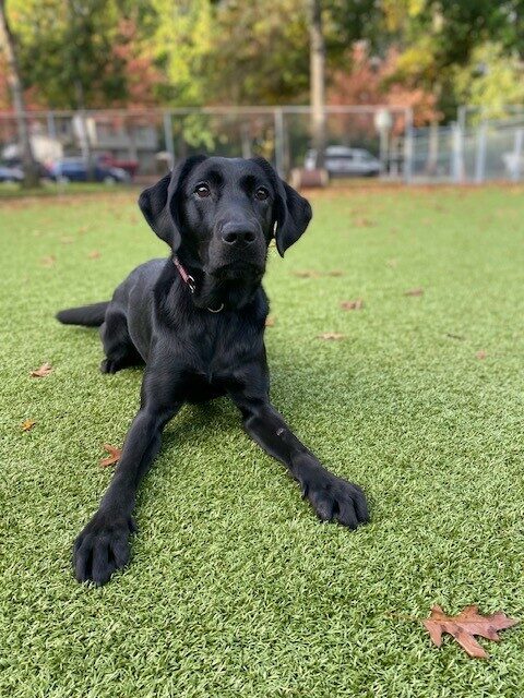 Black Lab Panda laying on turf looking at the camera with her front legs splayed out.