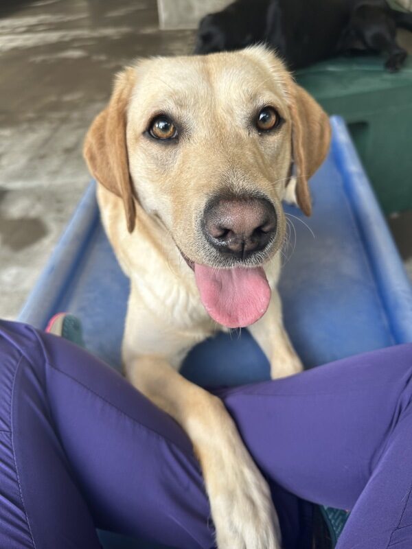 Penelope is laying on a play structure in community run. She is looking eagerly at the camera with her legs on an instructor waiting for a food reward.