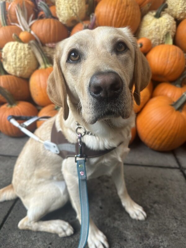 Penelope is sitting in front of fall pumpkins. She is in harness looking at the camera.