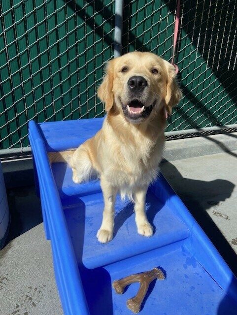 Piper sits on a play structure of blue stairs in the community run. His mouth is open and he looks like he is smiling at the camera.