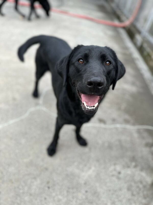 A female black lab is standing looking at the camera with a big smile on her face. She is off leash in one of the fenced in community run areas on the Oregon campus.