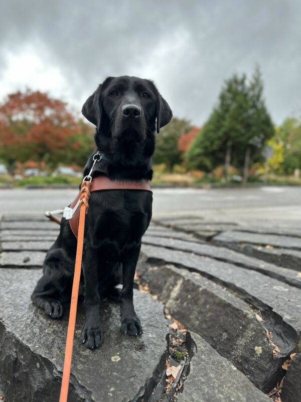 A regal female black lab sits on a slightly raised stone structure. The camera is focused on her and the background consists of slightly blurred trees and grey sky.