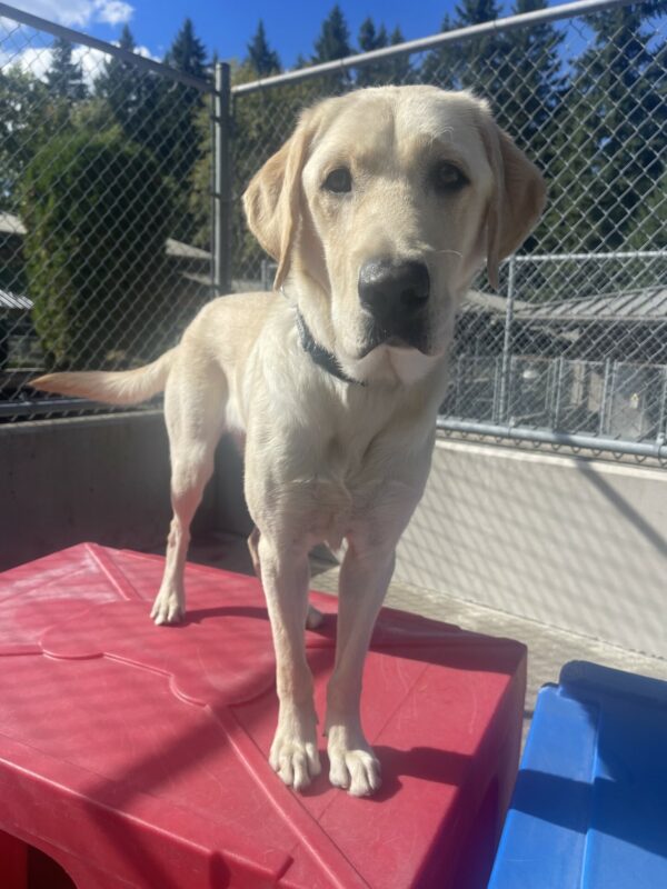 Prancer, a male yellow Labrador, stands on a red plastic plays structure in community run. He is looking at the camera and is wagging his tail.