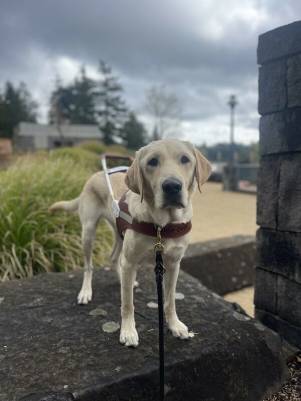 Prancer, a male yellow Labrador, stands in harness on a rock. Behind him is a play area with sand and some green foliage.